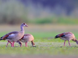 Gęsiówka egipska (ang. Egyptian Goose, łąc. Alopochen aegyptiaca) - 9362- Fotografia Przyrodnicza - WlodekSmardz.pl