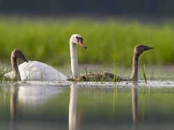 Łabędź niemy (ang. Mute Swan, łac. Cygnus olor) - 9578- Fotografia Przyrodnicza - WlodekSmardz.pl