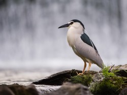 Ślepowron (ang. Black-crowned Night-Heron, łac. Nycticorax nycticorax) - 3065- Fotografia Przyrodnicza - WlodekSmardz.pl