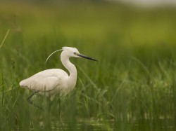 Czapla nadobna (ang. Little Egret, łac. Egretta garzetta) - 6393- Fotografia Przyrodnicza - WlodekSmardz.pl