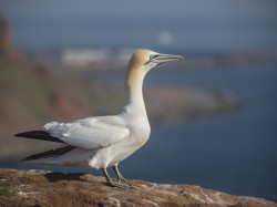 Głuptak (ang. Northern Gannet, łac. Morus bassanus) - 8585 - Fotografia Przyrodnicza - WlodekSmardz.pl