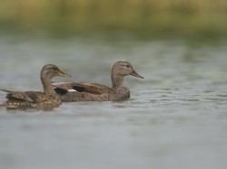 Krakwa (ang. Gadwall  , łac. Mareca strepera) - 1044 - Fotografia Przyrodnicza - WlodekSmardz.pl