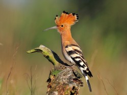 Dudek (ang. Eurasian Hoopoe, łac. Upupa epops) - 4355- Fotografia Przyrodnicza - WlodekSmardz.pl