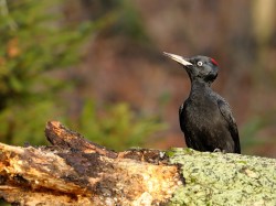 Dzięcioł czarny (ang. Black Woodpecker, łac. Dryocopus martius) - 4804- Fotografia Przyrodnicza - WlodekSmardz.pl