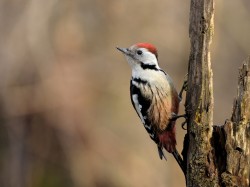 Dzięcioł średni (ang. Middle Spotted Woodpecker, łac. Dendrocopos medius) - 4838- Fotografia Przyrodnicza - WlodekSmardz.pl