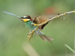 Żołna (ang. European bee-eater, łac. Merops apiaster) - 6242- Fotografia Przyrodnicza - WlodekSmardz.pl