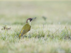 Dzięcioł zielony (ang. Eurasian Green Woodpecker, łac. Picus viridis) - 8645- Fotografia Przyrodnicza - WlodekSmardz.pl