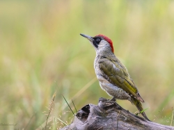 Dzięcioł zielony (ang. Eurasian Green Woodpecker, łac. Picus viridis) - 2384- Fotografia Przyrodnicza - WlodekSmardz.pl