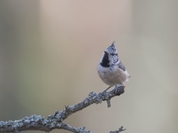 Czubatka (ang. Crested Tit, łac. Lophophanes cristatus) - 6658- Fotografia Przyrodnicza - WlodekSmardz.pl