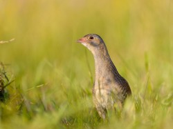 Derkacz (ang. Corn Crake, łac. Crex crex) - 7096- Fotografia Przyrodnicza - WlodekSmardz.pl