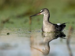 Brodziec śniady (ang. Spotted Redshank, łac. Tringa erythropus)- Fotografia Przyrodnicza - WlodekSmardz.pl