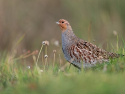 Kuropatwa (ang. Grey Partridge , łac. Perdix perdix) - 2849 - Fotografia Przyrodnicza - WlodekSmardz.pl