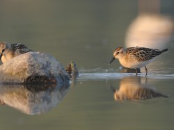 Biegus malutki (ang. Little Stint, łac. Calidris minuta)- Fotografia Przyrodnicza - WlodekSmardz.pl