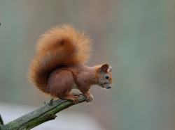 Wiewiórka ruda (ang. Red squirrel, łac. Sciurus vulgaris) - 0047 - Fotografia Przyrodnicza - WlodekSmardz.pl