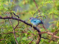 Tanagra niebieska (ang. Blue-grey, łac. Thraupis episcopus) - 3469 - Fotografia Przyrodnicza - WlodekSmardz.pl