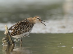 Biegus zmienny (ang. Dunlin, łac. calidris alpina)- Fotografia Przyrodnicza - WlodekSmardz.pl