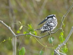 Rybaczek srokaty (ang. Pied kingfisher, łac. Ceryle rudis) - Fotografia Przyrodnicza - WlodekSmardz.pl