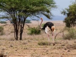 Struś czerwonoskóry (ang. Common Ostrich, łac. Cinnyris lotenius) -5989 - Fotografia Przyrodnicza - WlodekSmardz.pl