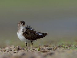 Brodziec piskliwy (ang. Common Sandpipe, łac. Actitis hypoleucos) - 8808- Fotografia Przyrodnicza - WlodekSmardz.pl