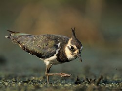 Czajka (ang. Northern lapwing, łac. Vanellus vanellus)- Fotografia Przyrodnicza - WlodekSmardz.pl