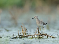 Łęczak (ang. Wood Sandpiper, łac. Tringa glareola) - 5735 - Fotografia Przyrodnicza - WlodekSmardz.pl