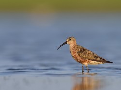 Biegus krzywodzioby (ang. Curlew Sandpiper, łac. Calidris ferruginea) - 0067- Fotografia Przyrodnicza - WlodekSmardz.pl