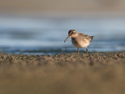 Biegus płaskodzioby (ang. Broad-billed Sandpiper, łac. Calidris falcinellus) - 5311- Fotografia Przyrodnicza - WlodekSmardz.pl