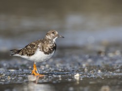 Kamusznik (ang. Ruddy Turnstoner, łac. Arenaria interpres) - 3598 - Fotografia Przyrodnicza - WlodekSmardz.pl