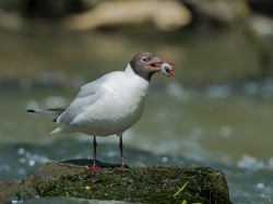 Śmieszka (ang. Black-headed Gull , łac. Chroicocephalus ridibundus) - 2195 - Fotografia Przyrodnicza - WlodekSmardz.pl