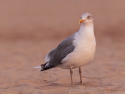 Mewa srebrzysta (ang. European Herring Gull , łac. Larus argentatus) - 0248 - Fotografia Przyrodnicza - WlodekSmardz.pl
