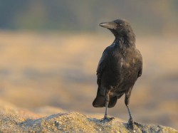 Czarnowron (ang. Carrion Crow, łac. Corvus corone) - Fotografia Przyrodnicza - WlodekSmardz.pl