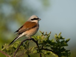 Gąsiorek (ang. Red-backed Shrike, łac. Lanius collurio) - 1903- Fotografia Przyrodnicza - WlodekSmardz.pl