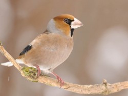 Grubodziób (ang. Hawfinch, łac. Coccothraustes coccothraustes)- Fotografia Przyrodnicza - WlodekSmardz.pl