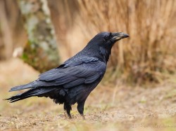 Kruk (ang. Common Raven, łac. Corvus corax) - 5484- Fotografia Przyrodnicza - WlodekSmardz.pl