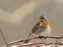 Kwiczoł (ang. Fieldfare, łac. Turdus pilaris)- Fotografia Przyrodnicza - WlodekSmardz.pl