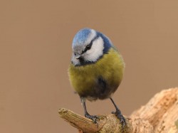 Modraszka (ang. European blue tit, łac. Cyanistes caeruleus)- Fotografia Przyrodnicza - WlodekSmardz.pl