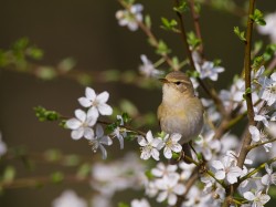 Piecuszek (ang. Willow Warbler, łac. Phylloscopus trochilus) - 0576- Fotografia Przyrodnicza - WlodekSmardz.pl