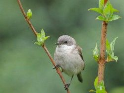 Piegża (ang. Lesser Whitethroat, łac. Sylvia curruca)- Fotografia Przyrodnicza - WlodekSmardz.pl