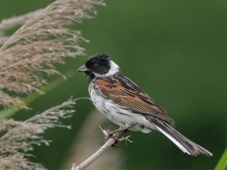 Potrzos (ang. Reed Bunting, łac. Emberiza schoeniclus)- Fotografia Przyrodnicza - WlodekSmardz.pl