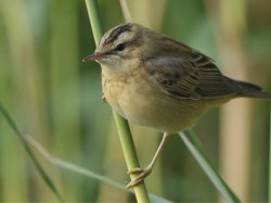 Rokitniczka (ang. Sedge warbler, łac. Acrocephalus schoenobaenus)- Fotografia Przyrodnicza - WlodekSmardz.pl