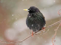 Szpak (ang. Common Starling, łac. Sturnus vulgaris)- Fotografia Przyrodnicza - WlodekSmardz.pl