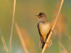 Trzciniak (ang. Great Reed-Warbler, łac. Acrocephalus arundinaceus)- Fotografia Przyrodnicza - WlodekSmardz.pl