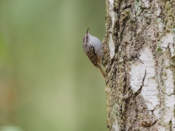 Pełzacz leśny (ang. Eurasian Tree-Creeper, łac. Certhia familiaris) - 7277- Fotografia Przyrodnicza - WlodekSmardz.pl