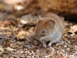 Nornica ruda (ang. Vole, łac. Myodes glareolus) - Fotografia Przyrodnicza - WlodekSmardz.pl