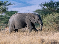 Słoń afrykański (ang. African elephant łac. Loxodonta africana) - 5408 - Fotografia Przyrodnicza - WlodekSmardz.pl