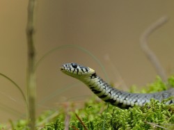 Zaskroniec (ang. Grass Snake, łac. Natrix natrix) - 0410 - Fotografia Przyrodnicza - WlodekSmardz.pl