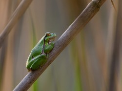 Rzekotka drzewna (ang. Common Treefrog, łac. Hyla arborea) - 5362 - Fotografia Przyrodnicza - WlodekSmardz.pl