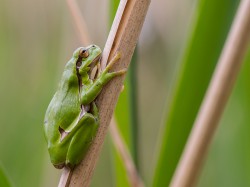 - Fotografia Przyrodnicza - WlodekSmardz.pl