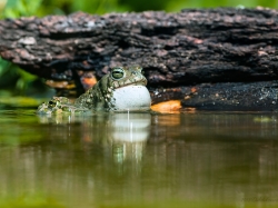Ropucha zielona (ang. European green toad, łac. Bufo viridis) - 4344 - Fotografia Przyrodnicza - WlodekSmardz.pl