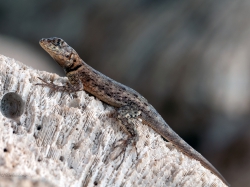 Tropidurus hispidus (ang. Guyana Collared Lizard, łac. Tropidurus hispidus) - 4895 - Fotografia Przyrodnicza - WlodekSmardz.pl